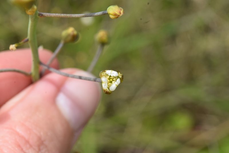 Eriospermum ornithogaloides, photographed by Sunčana Bradley