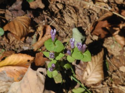 Gentianella quinquefolia, photographed by Michael J. Papay