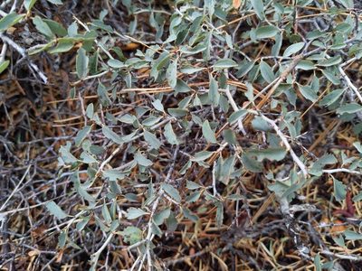 Ceanothus cordulatus, photographed by Zoltán Stekkelpak