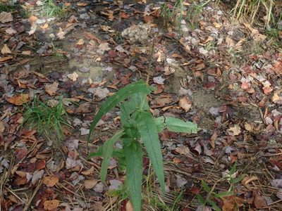 Eupatorium perfoliatum, photographed by Lynn Harper