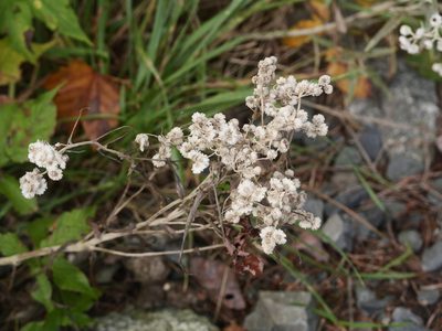 Anaphalis margaritacea, photographed by Alexis Tinker-Tsavalas