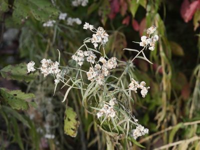 Anaphalis margaritacea, photographed by Alexis Tinker-Tsavalas