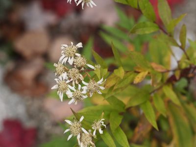 Doellingeria umbellata, photographed by Alexis Tinker-Tsavalas