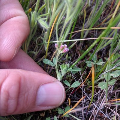 Trifolium bifidum, photographed by Andy Kleinhesselink