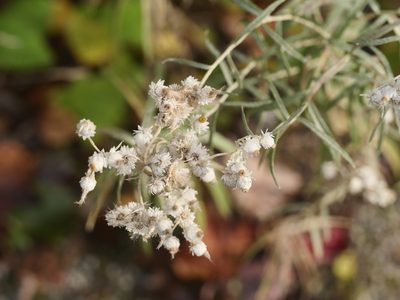 Anaphalis margaritacea, photographed by Alexis Tinker-Tsavalas