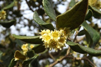 Peumus boldus, photographed by Cecilia Briceño