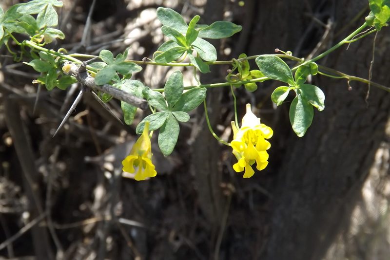 Tropaeolum brachyceras, photographed by Cecilia Briceño
