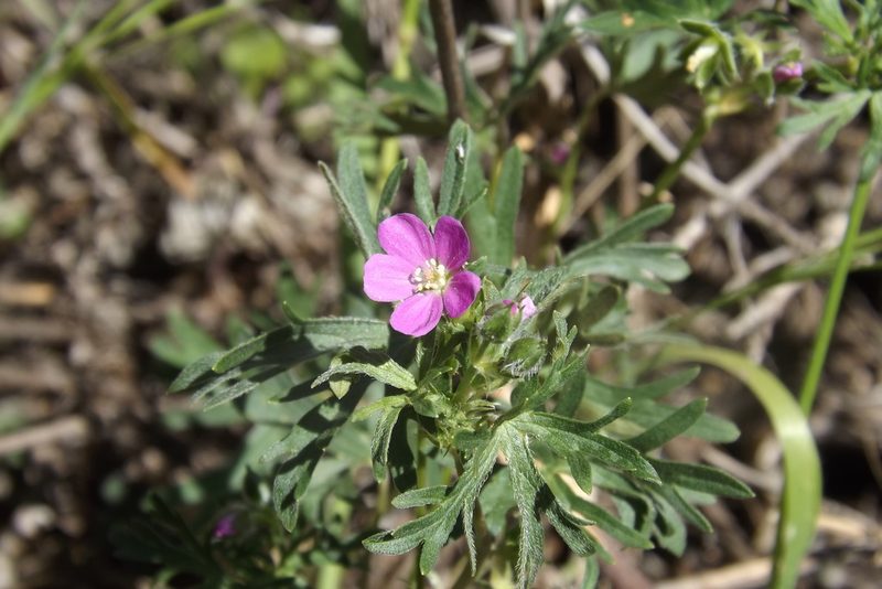 Geranium skottsbergii, photographed by Cecilia Briceño