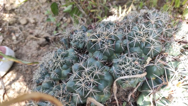 Coryphantha elephantidens, photographed by Bruno Frías Morales