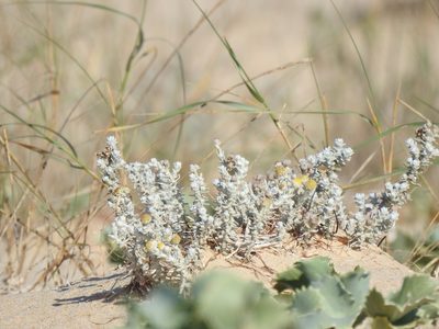 Achillea maritima, photographed by Duarte Frade