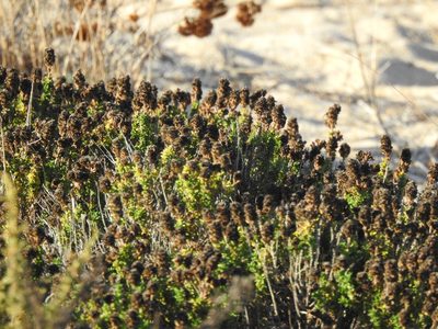 Thymus carnosus, photographed by Duarte Frade