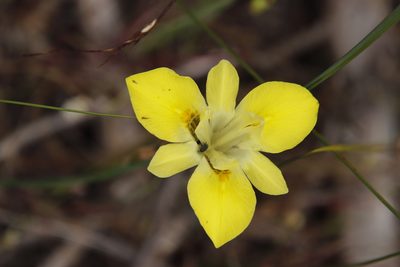 Moraea fugax, photographed by Tony Rebelo