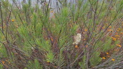 Asclepias linaria, photographed by Bruno Frías Morales