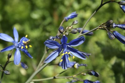Pasithea caerulea, photographed by Cecilia Briceño