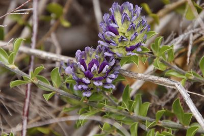 Psoralea fruticans, photographed by Tony Rebelo
