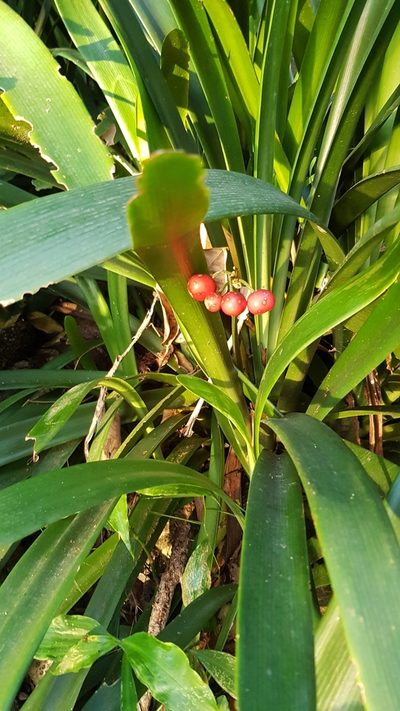 Clivia gardenii, photographed by Margaret Burger