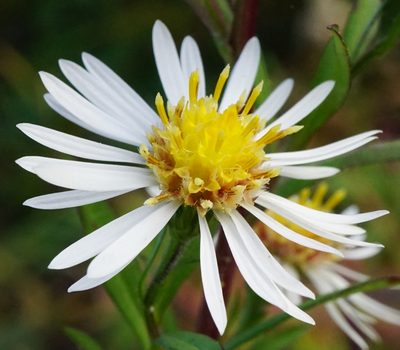 Symphyotrichum lanceolatum, photographed by Patrick Hacker