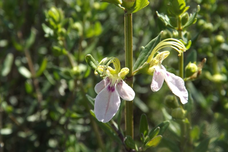 Teucrium bicolor, photographed by Cecilia Briceño