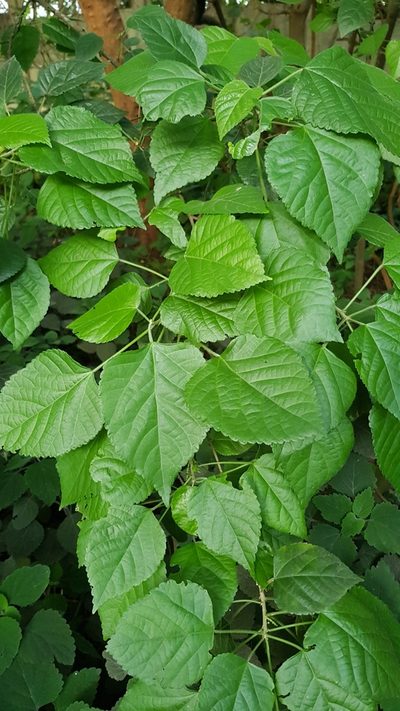 Acalypha glabrata, photographed by Margaret Burger