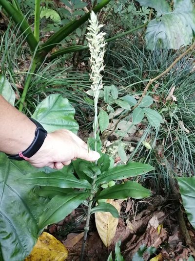 Habenaria stenopetala, photographed by 五色鳥