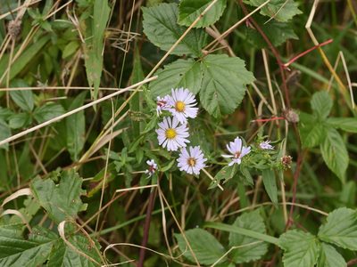 Symphyotrichum novi-belgii, photographed by Alexis Tinker-Tsavalas
