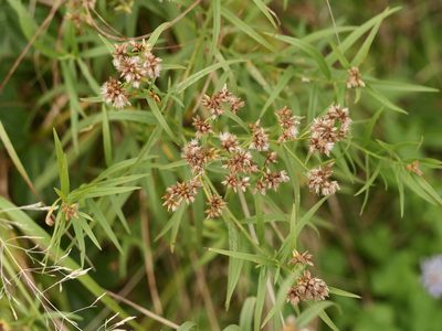 Euthamia graminifolia, photographed by Alexis Tinker-Tsavalas