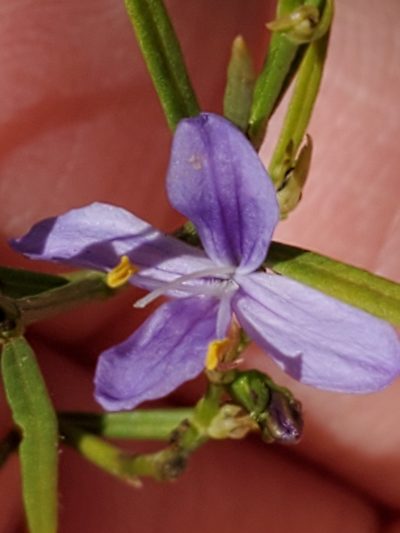 Carlowrightia linearifolia, photographed by Jo Roberts