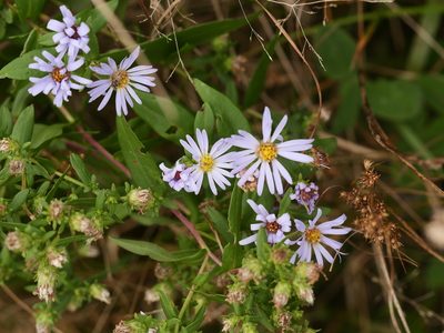 Symphyotrichum novi-belgii, photographed by Alexis Tinker-Tsavalas