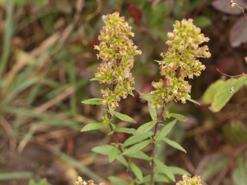 Solidago puberula, photographed by Alexis Tinker-Tsavalas