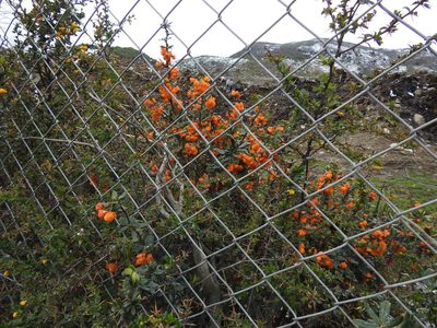 Berberis ilicifolia, photographed by María Regina Silva