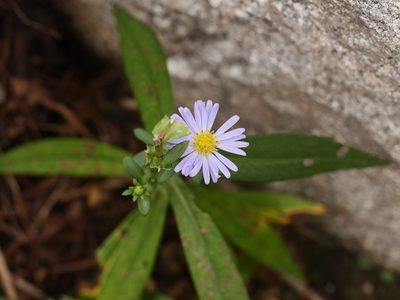 Symphyotrichum novi-belgii, photographed by Alexis Tinker-Tsavalas