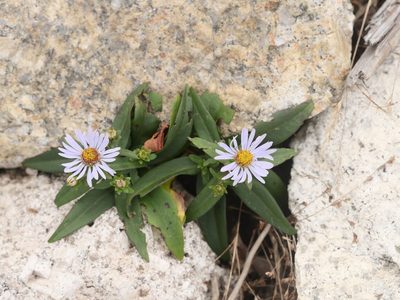 Symphyotrichum novi-belgii, photographed by Alexis Tinker-Tsavalas