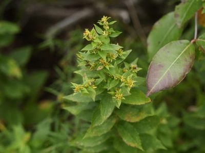 Solidago rugosa, photographed by Alexis Tinker-Tsavalas