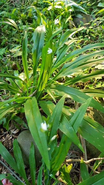 Chlorophytum modestum, photographed by Margaret Burger