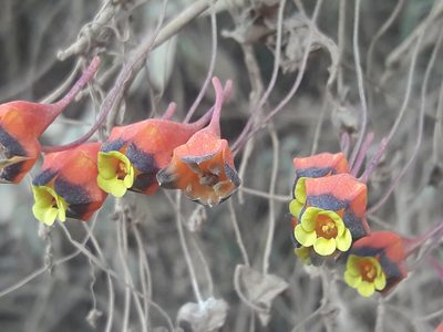 Tropaeolum tricolor, photographed by David Gutiérrez
