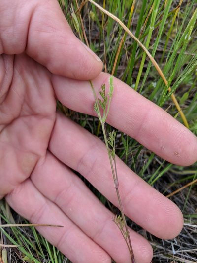 Yabea microcarpa, photographed by Andy Kleinhesselink