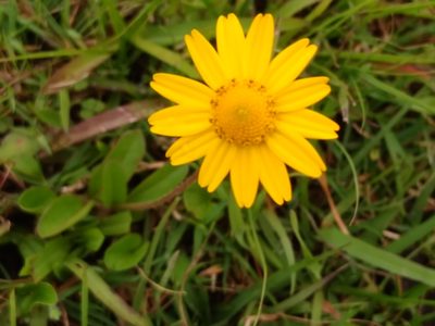 Acmella decumbens, photographed by Adriana Machado