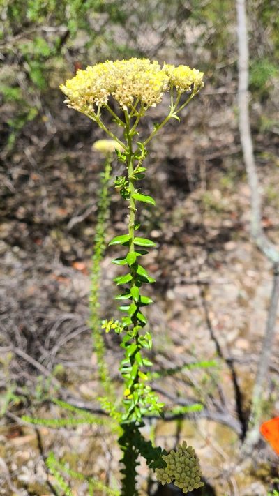 Cassinia denticulata, photographed by Petra Holland