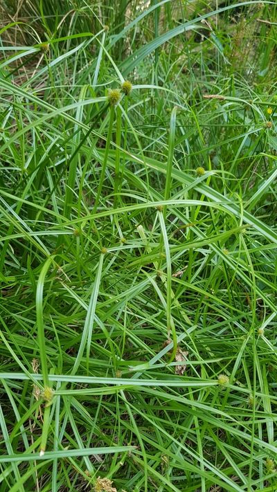 Cyperus ruwenzoriensis, photographed by Margaret Burger