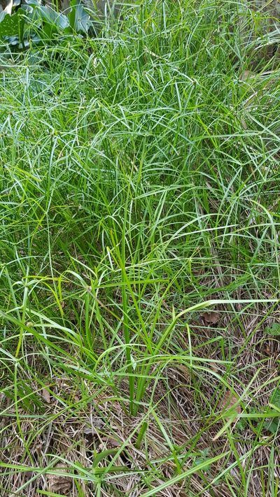 Cyperus ruwenzoriensis, photographed by Margaret Burger