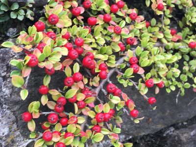 Cotoneaster horizontalis, photographed by rmjb