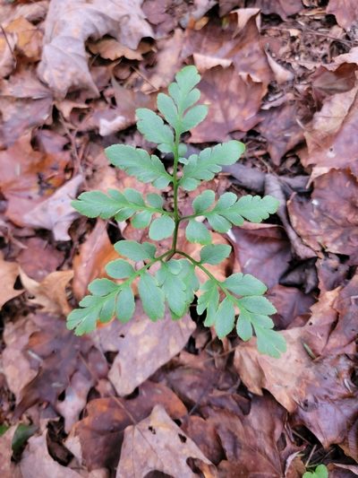 Sceptridium oneidense, photographed by Elias