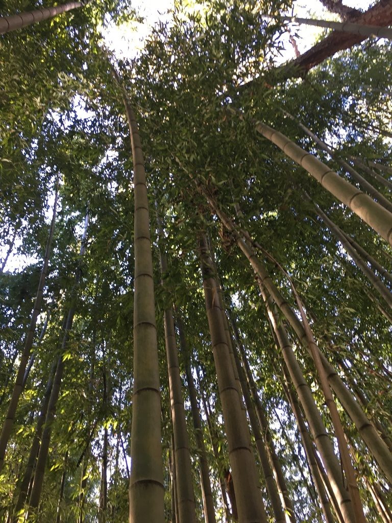 Phyllostachys reticulata, photographed by Ethan