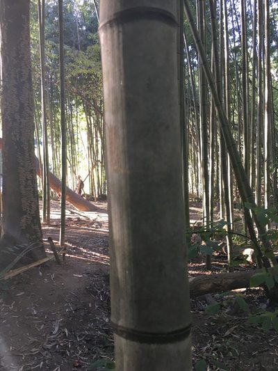 Phyllostachys reticulata, photographed by Ethan