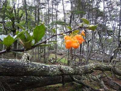 Berberis ilicifolia, photographed by María Regina Silva