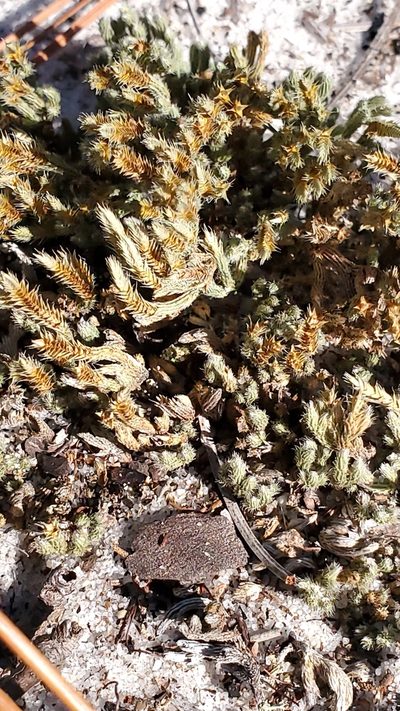 Selaginella acanthonota, photographed by Craig Martin