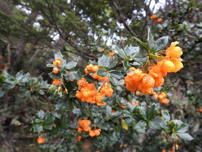 Berberis ilicifolia, photographed by María Regina Silva