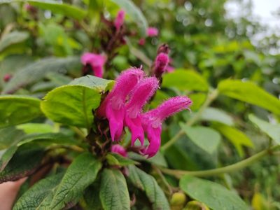 Salvia tortuosa, photographed by sandy-espinozaf