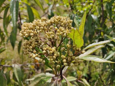 Baccharis latifolia, photographed by sandy-espinozaf