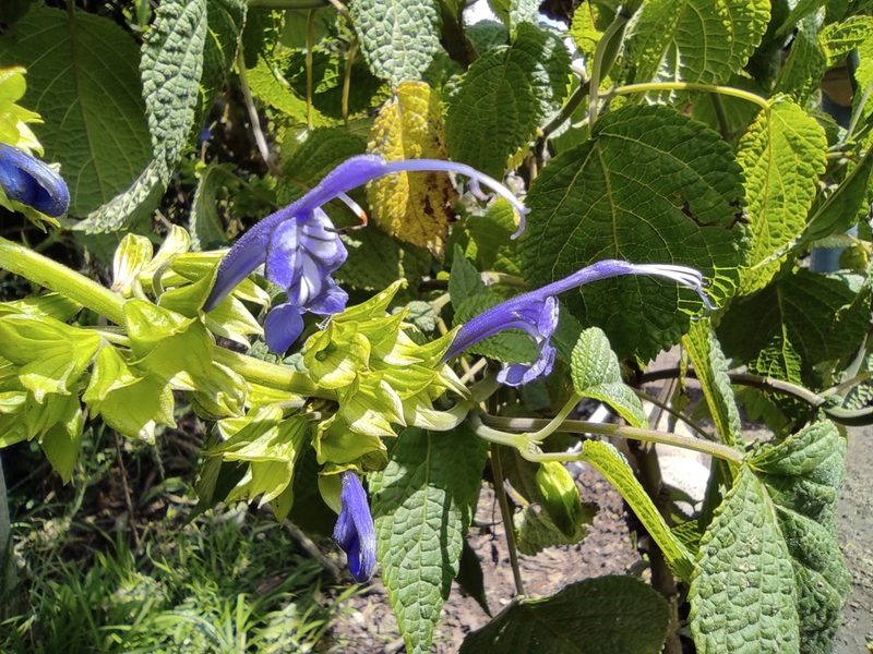 Salvia pichinchensis, photographed by sandy-espinozaf
